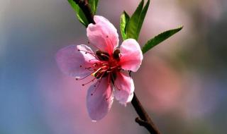 三月天桃花柳树美景诗句 三月桃花的唯美诗句